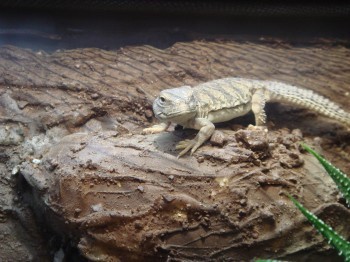 UROMASTYX LIZARDS