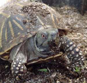 Box Turtles