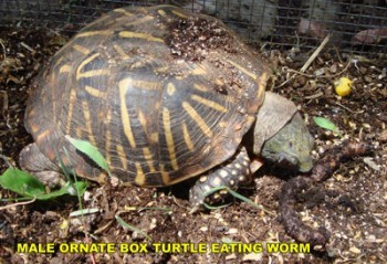 Box Turtles