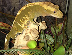Crested geckos 