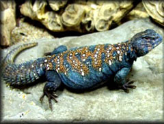 Uromastyx Lizards 