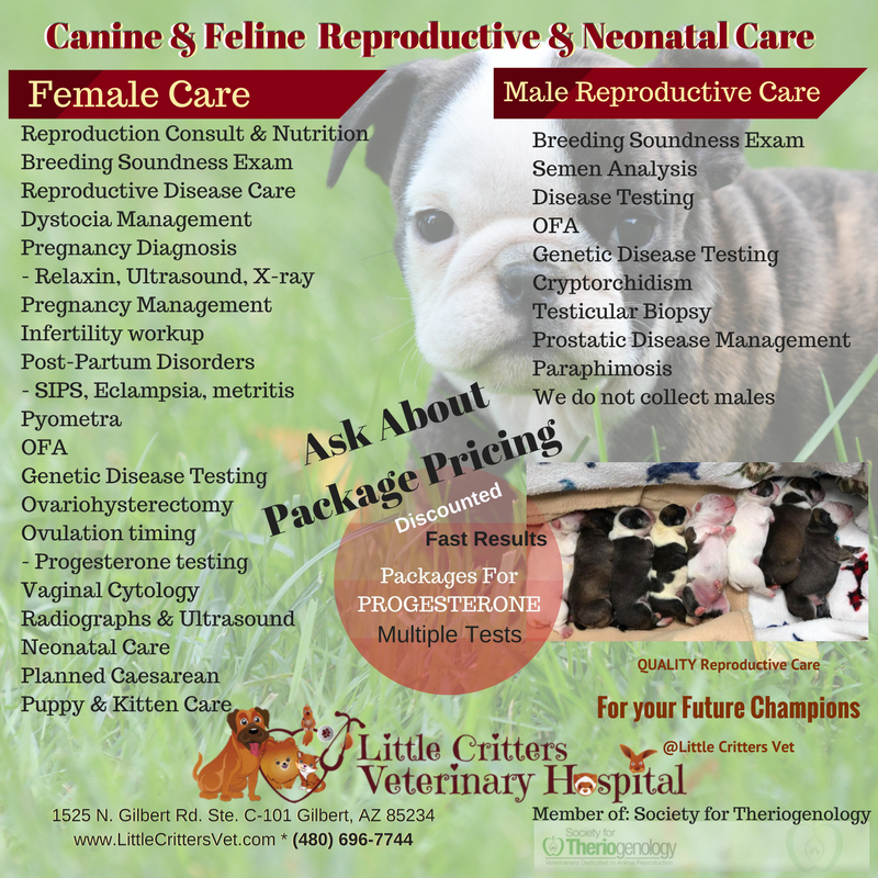 Reproductive care at Little Critters Vet, Gilbert, AZ Reproductive care at Little Critters Vet, Gilbert, AZ