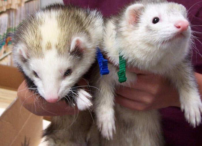 Ferrets