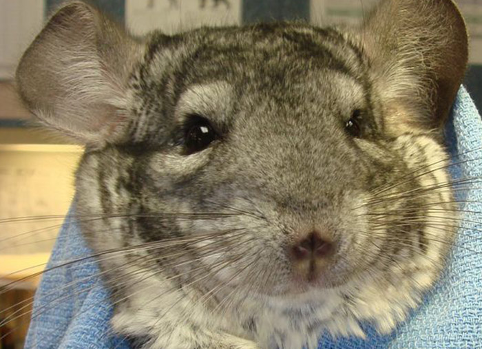 chinchilla