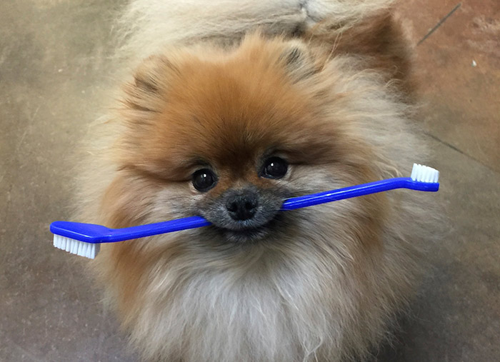 Dog with Toothbrush