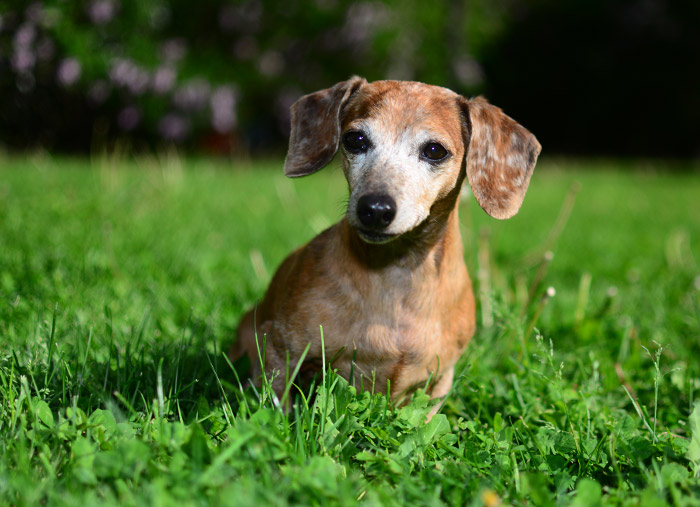 Dog in grass