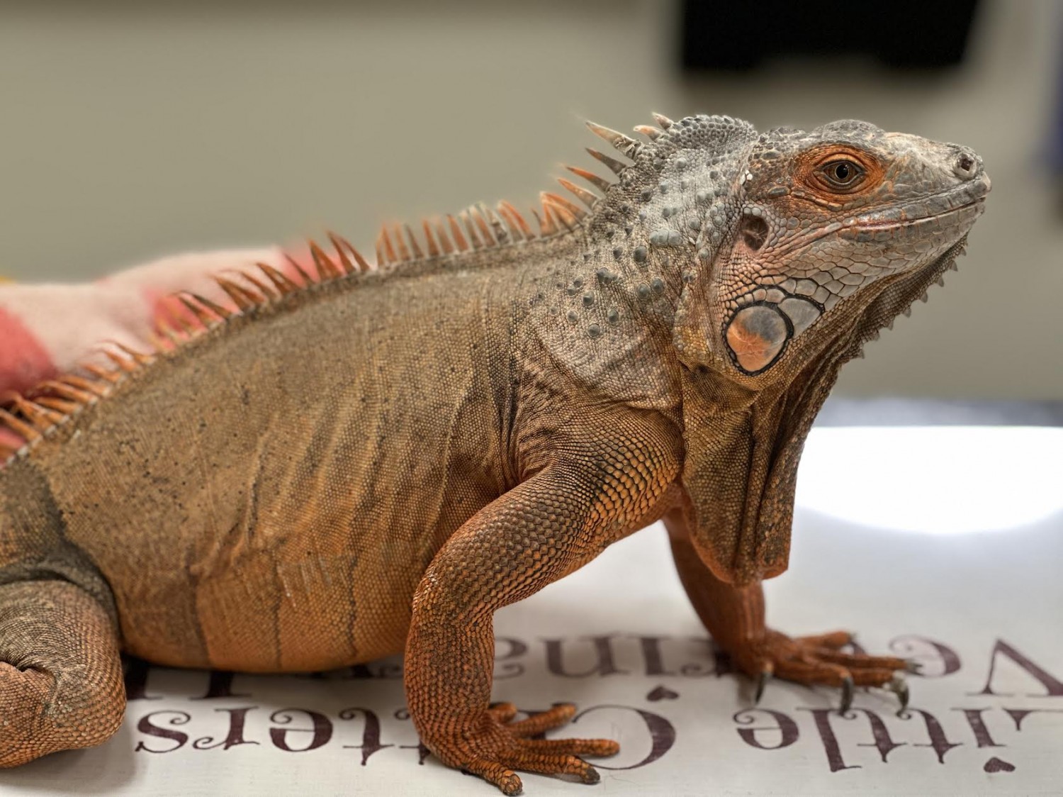 Image of an iguana