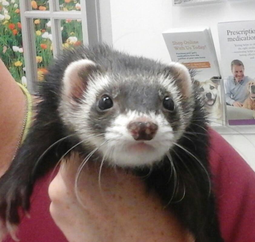 ferret