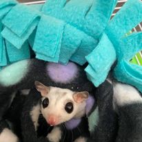 Sugar Glider Image