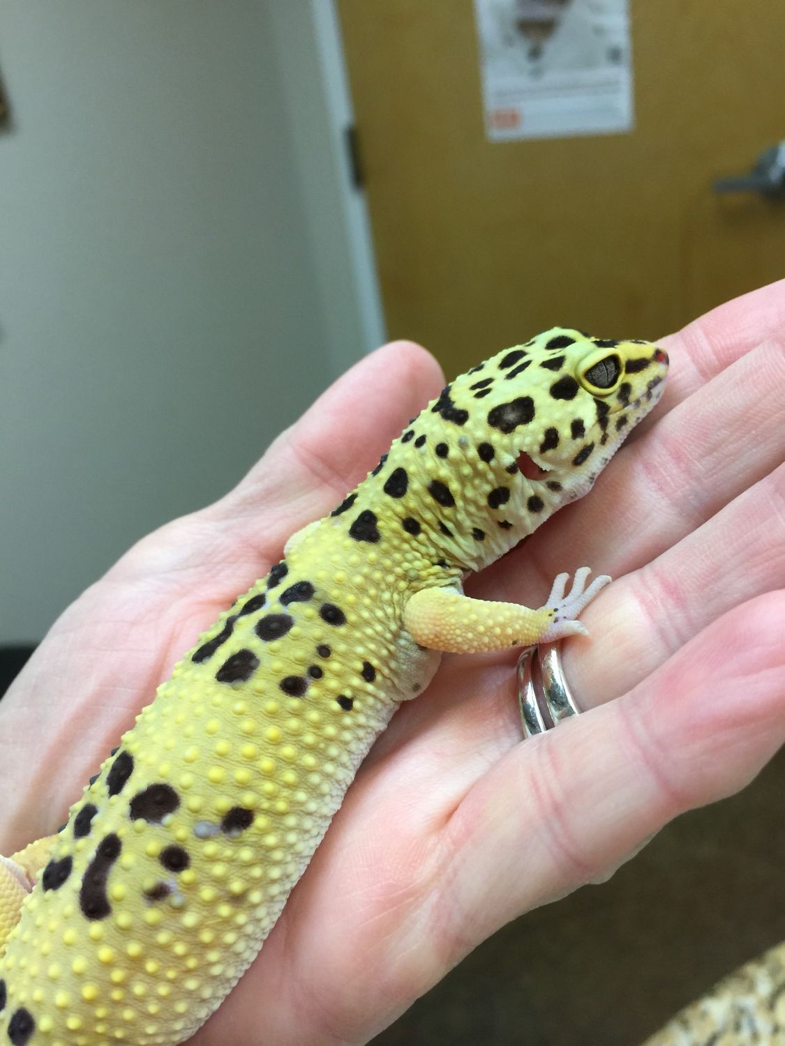 Gecko 