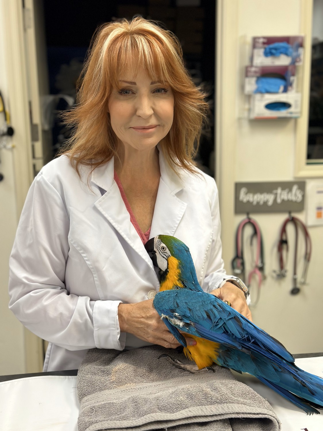 Jill M. Patt, DVM offering Experienced Veterinary Care at Little Critters Veterinary Hospital in Gilbert, AZ