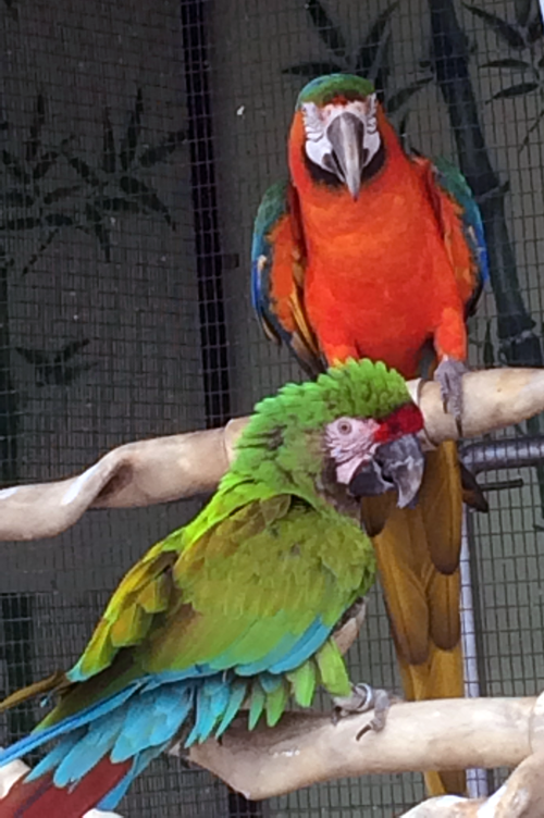 Two Birds