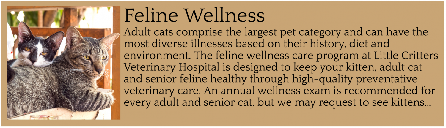 Feline Wellness