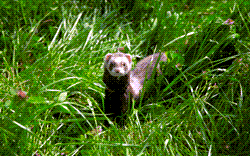 Ferret Ferret