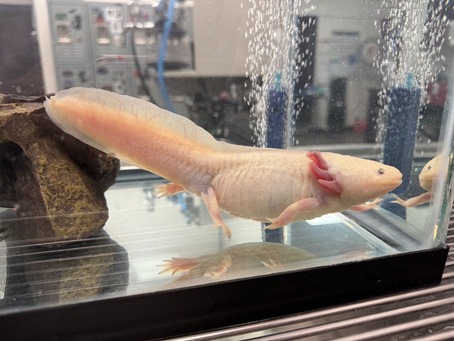 axolotl care