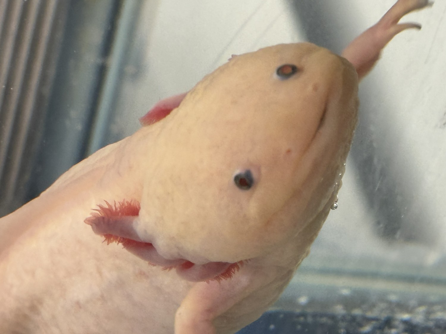 axolotl