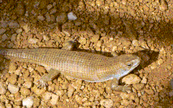 Lizard Lizard