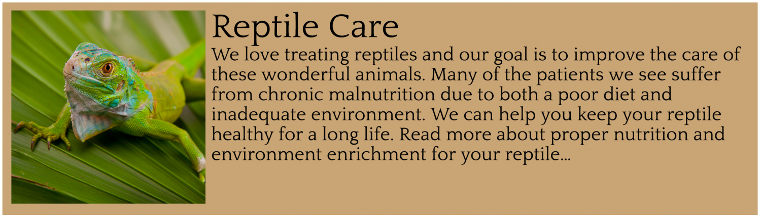Reptile Care