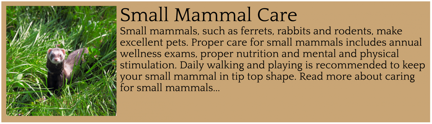 Small Mammal Care