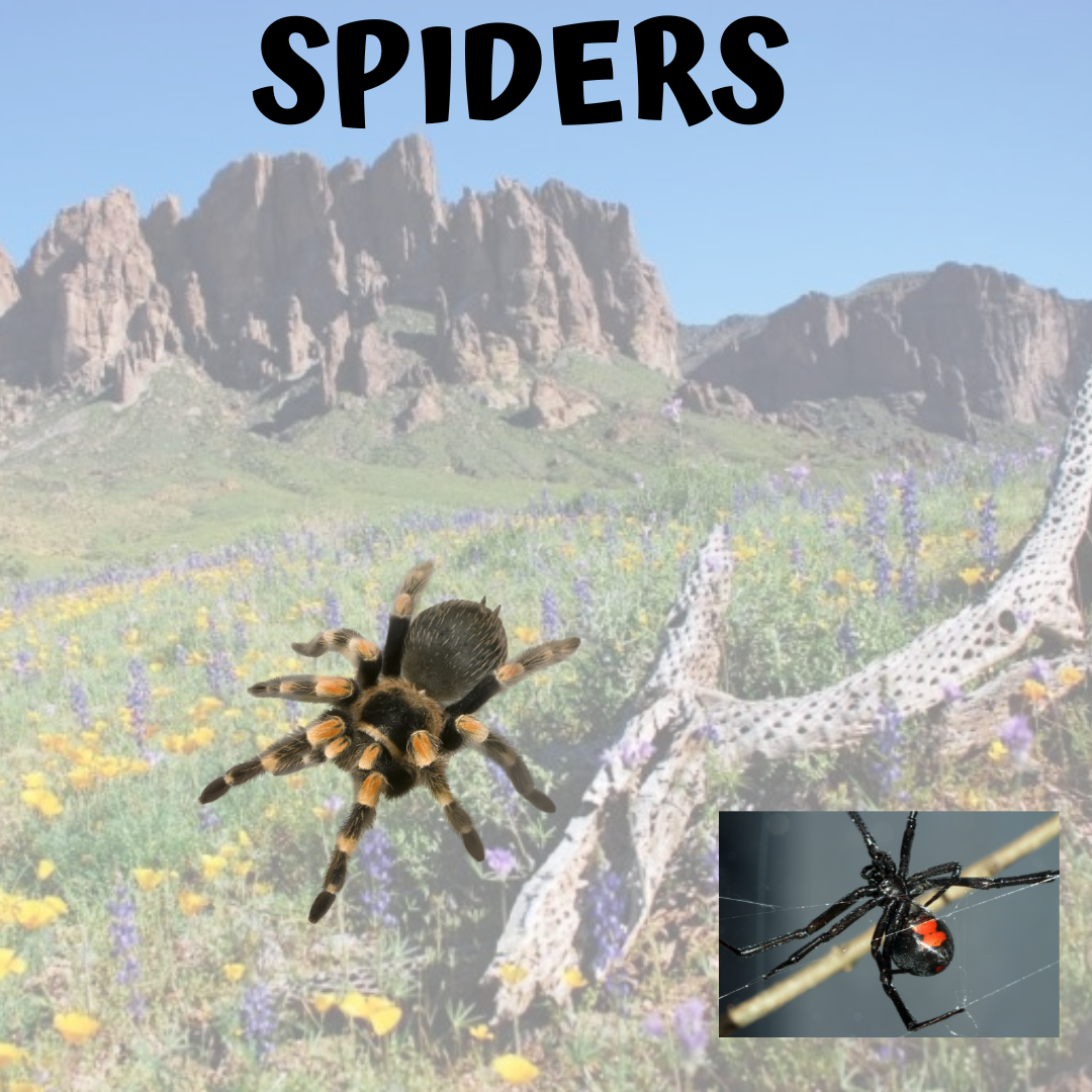 SPIDERS