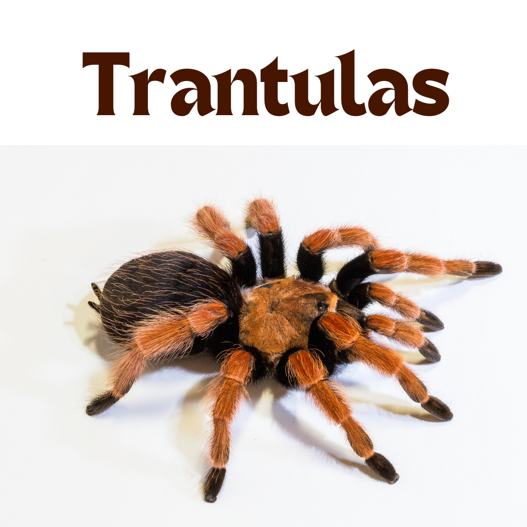 Goliath Birdeater - Facts and Beyond | Biology Dictionary