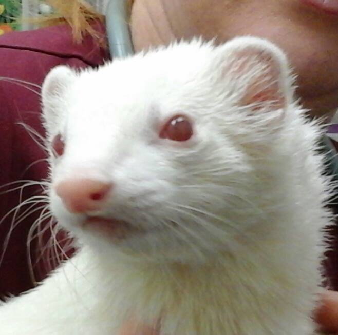 Ferret