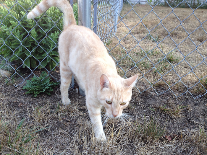 Cat Outside