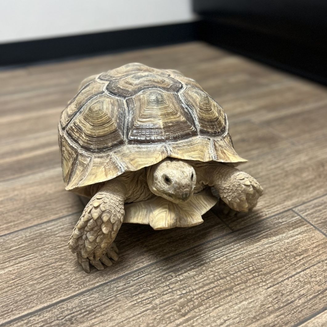 Tortoise 