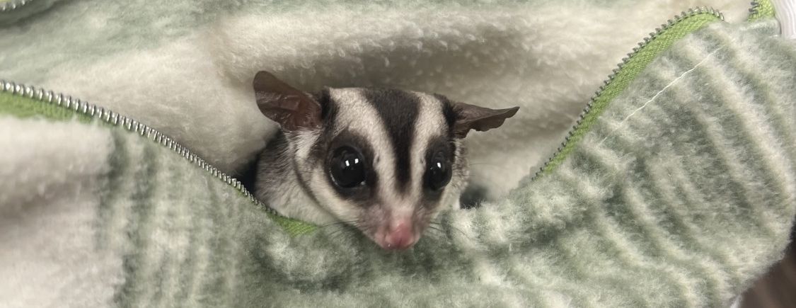 Sugar Glider