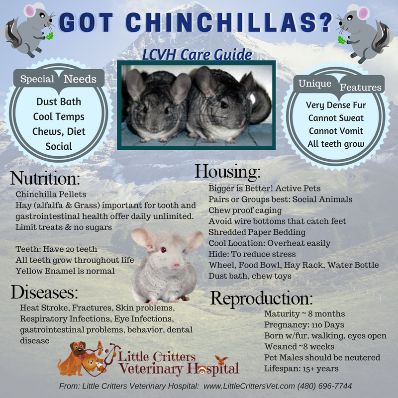 CHINCHILLA VET CARE