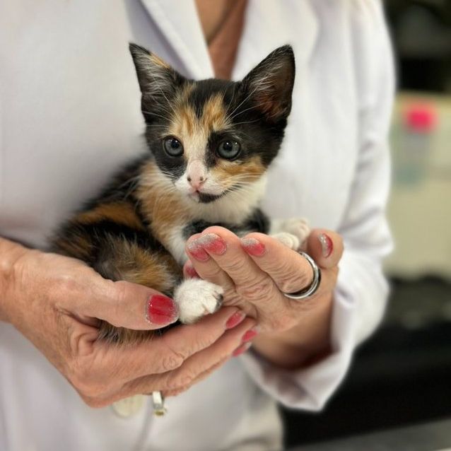 Person Holding Kitten