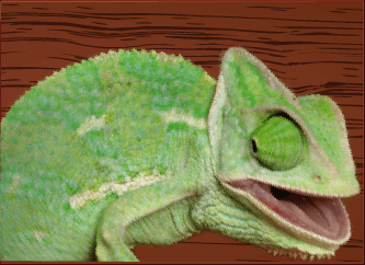 Chameleons - Little Critters Veterinary Hospital - Gilbert, AZ